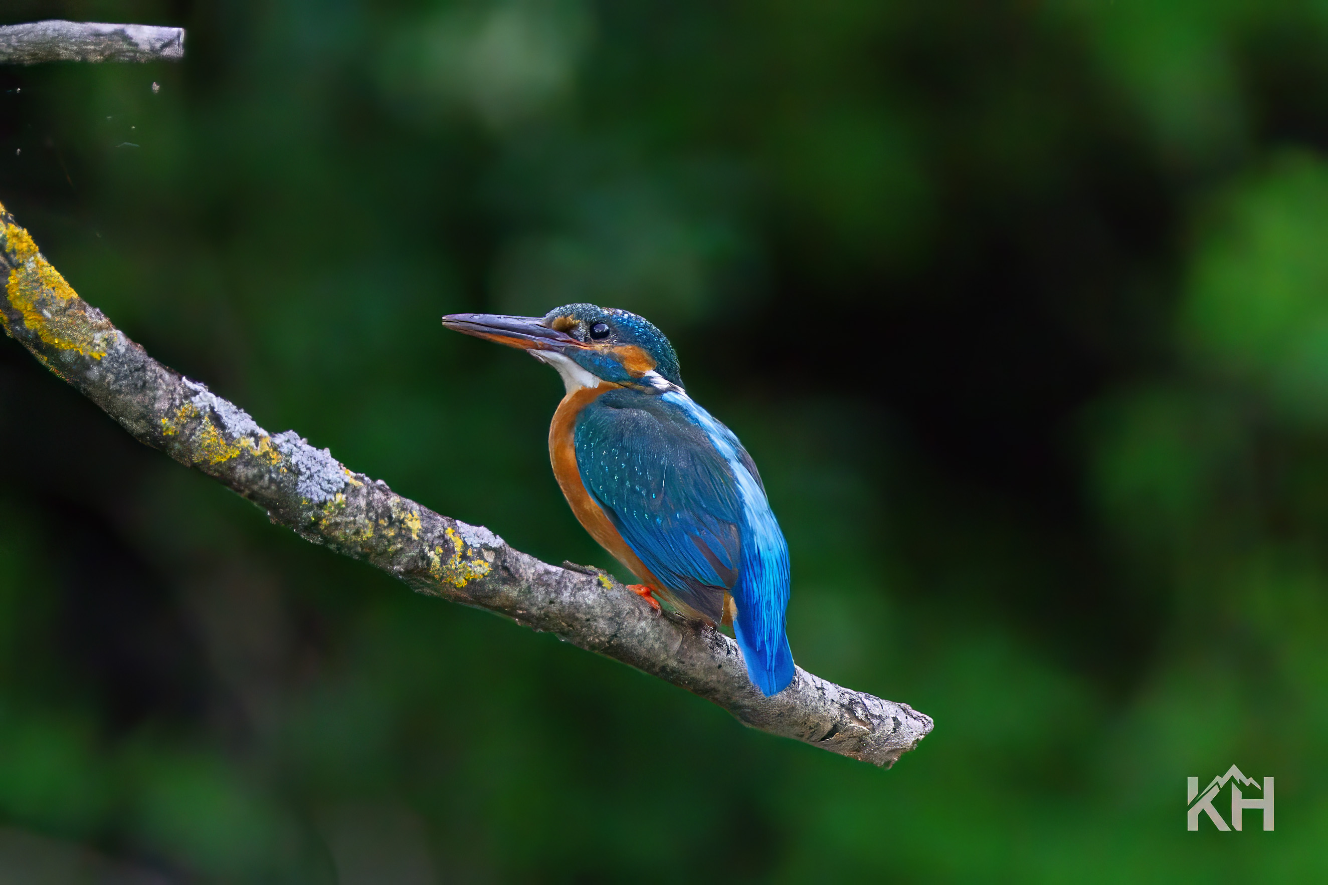 Vogelaufnahme 2