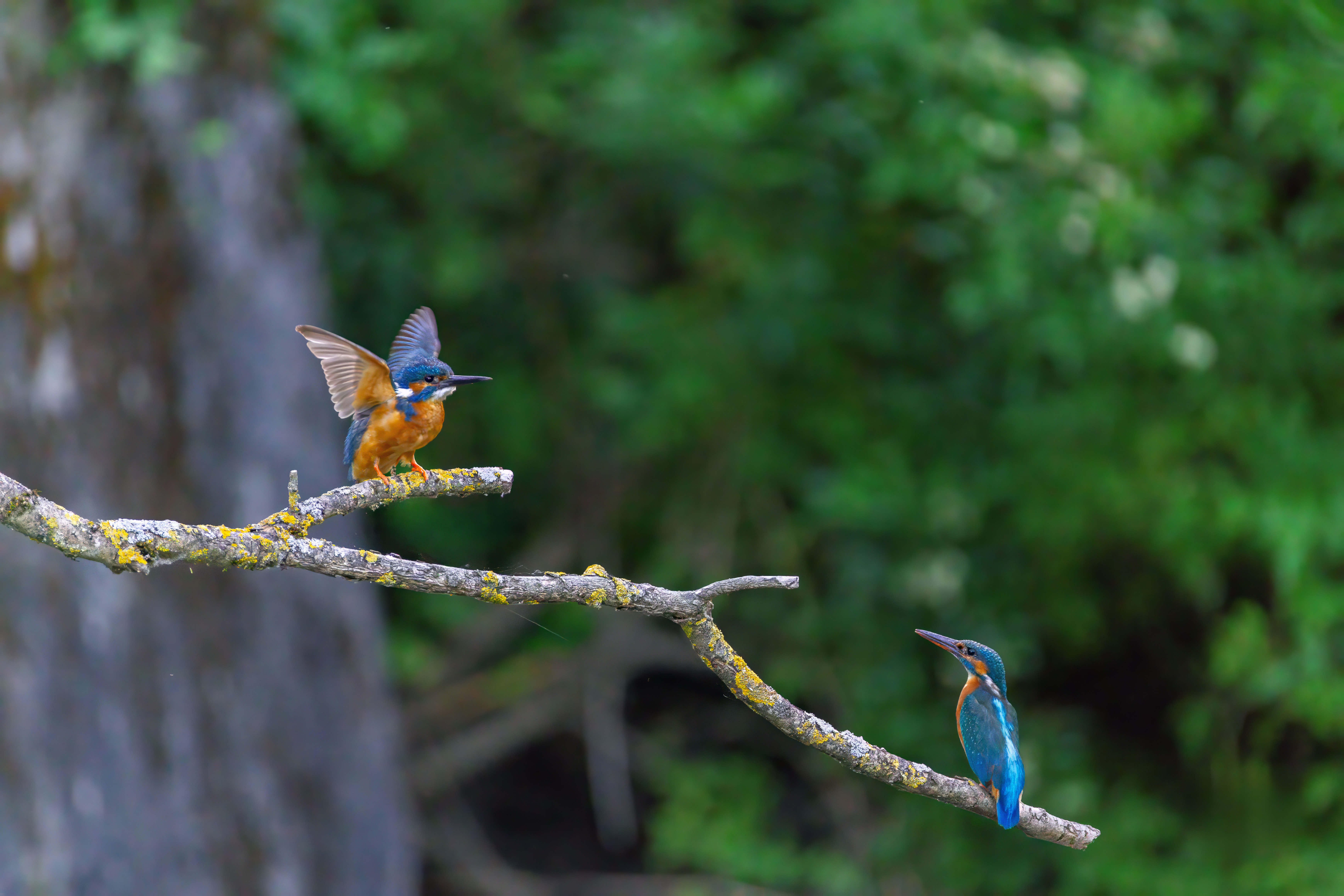 Weiteres Bild des Eisvogels