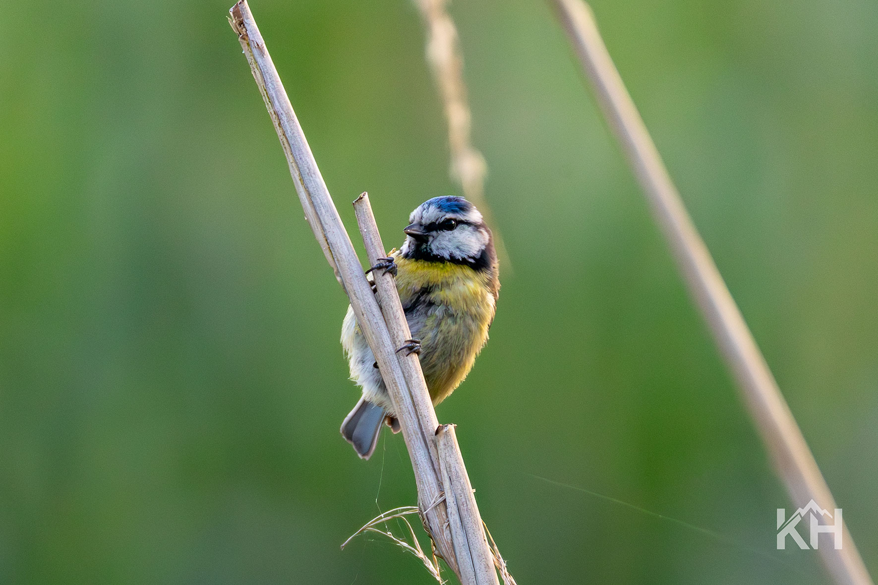 Vogelaufnahme 5
