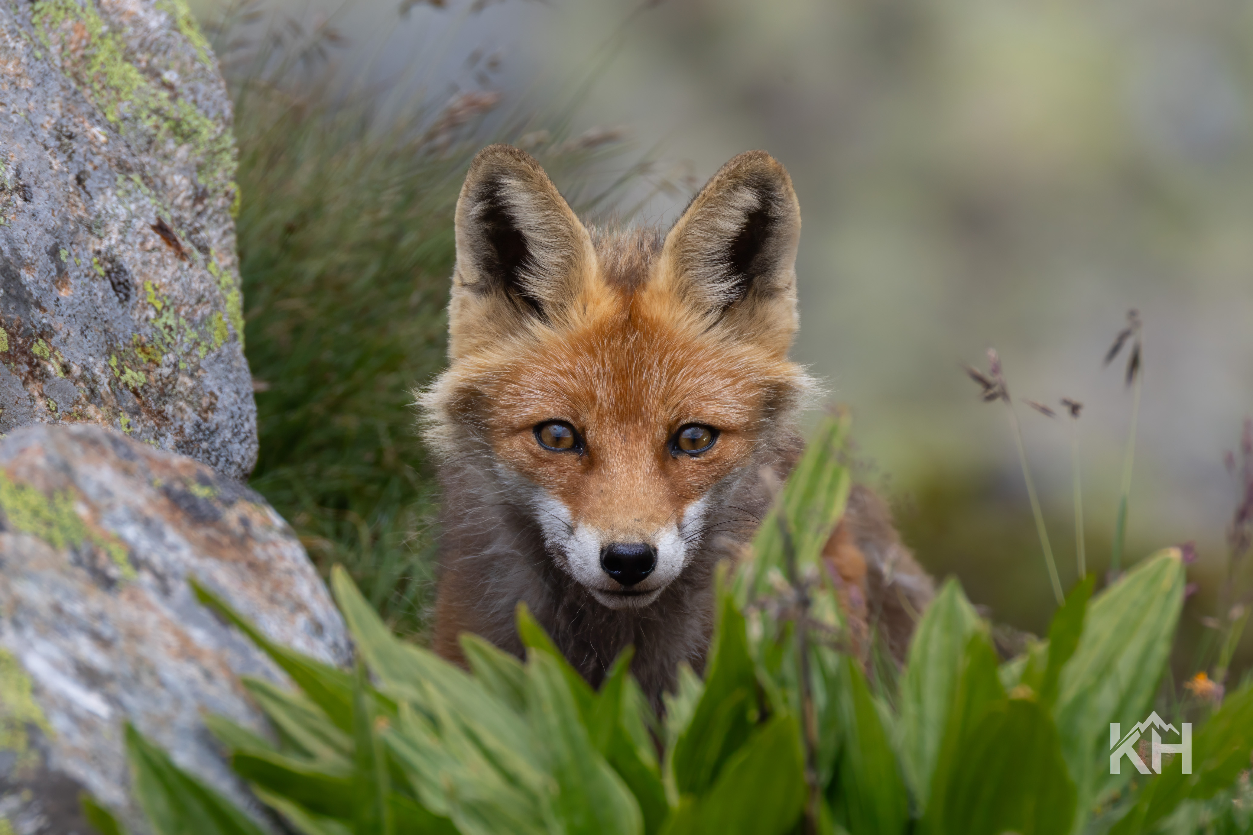Fuchs in der Schweizer Berglandschaft