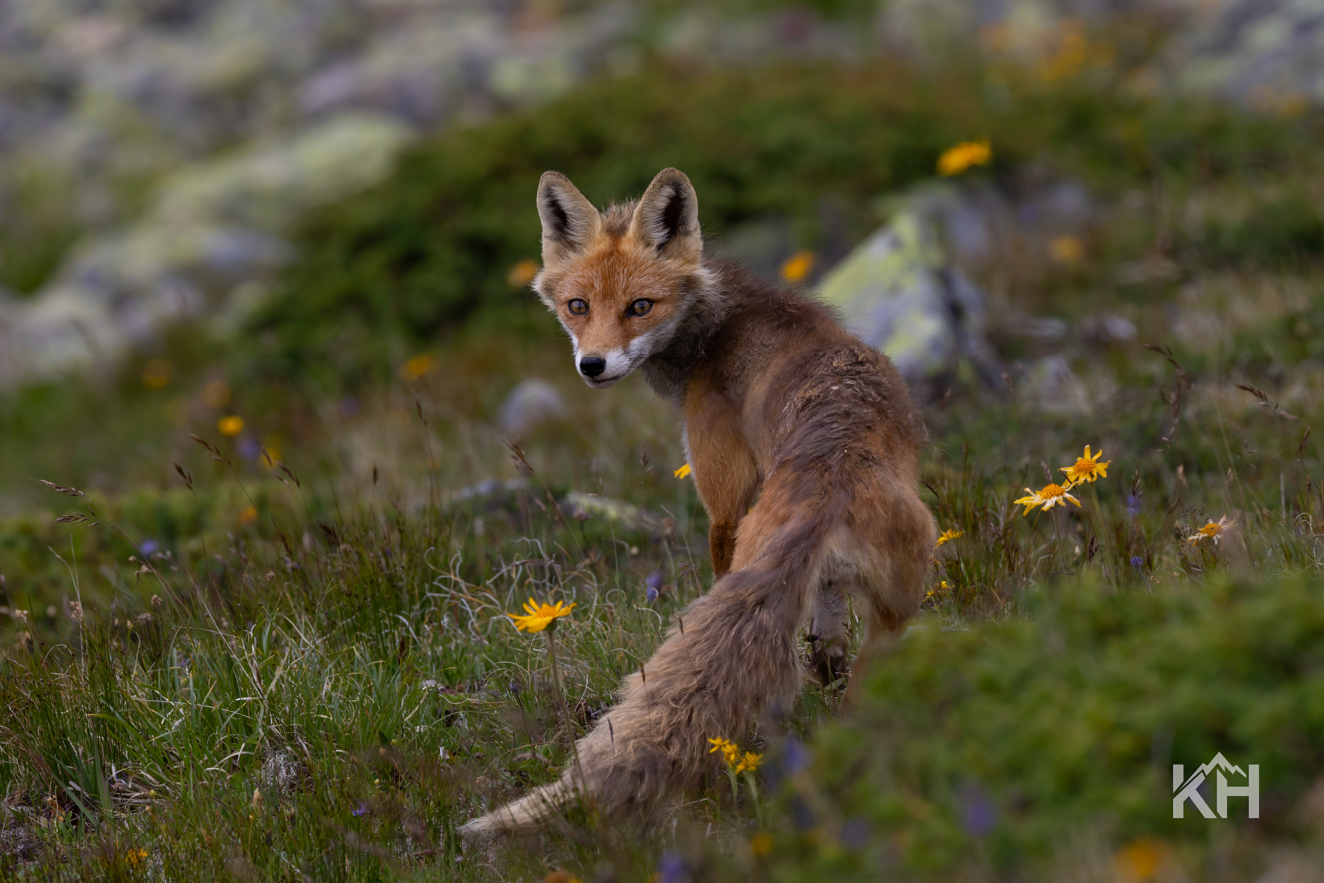 Fuchs