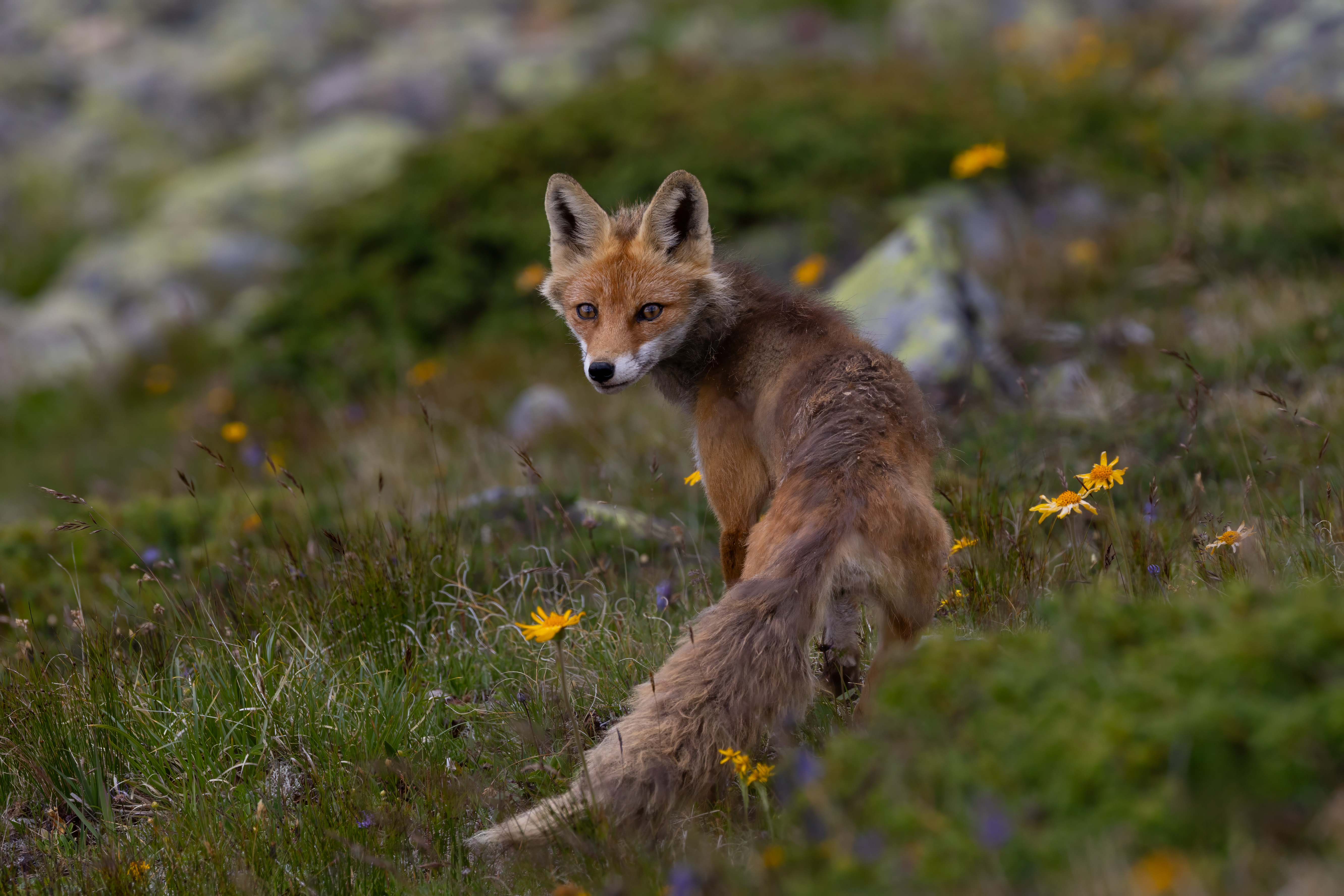 Fuchs während der Hüttentour