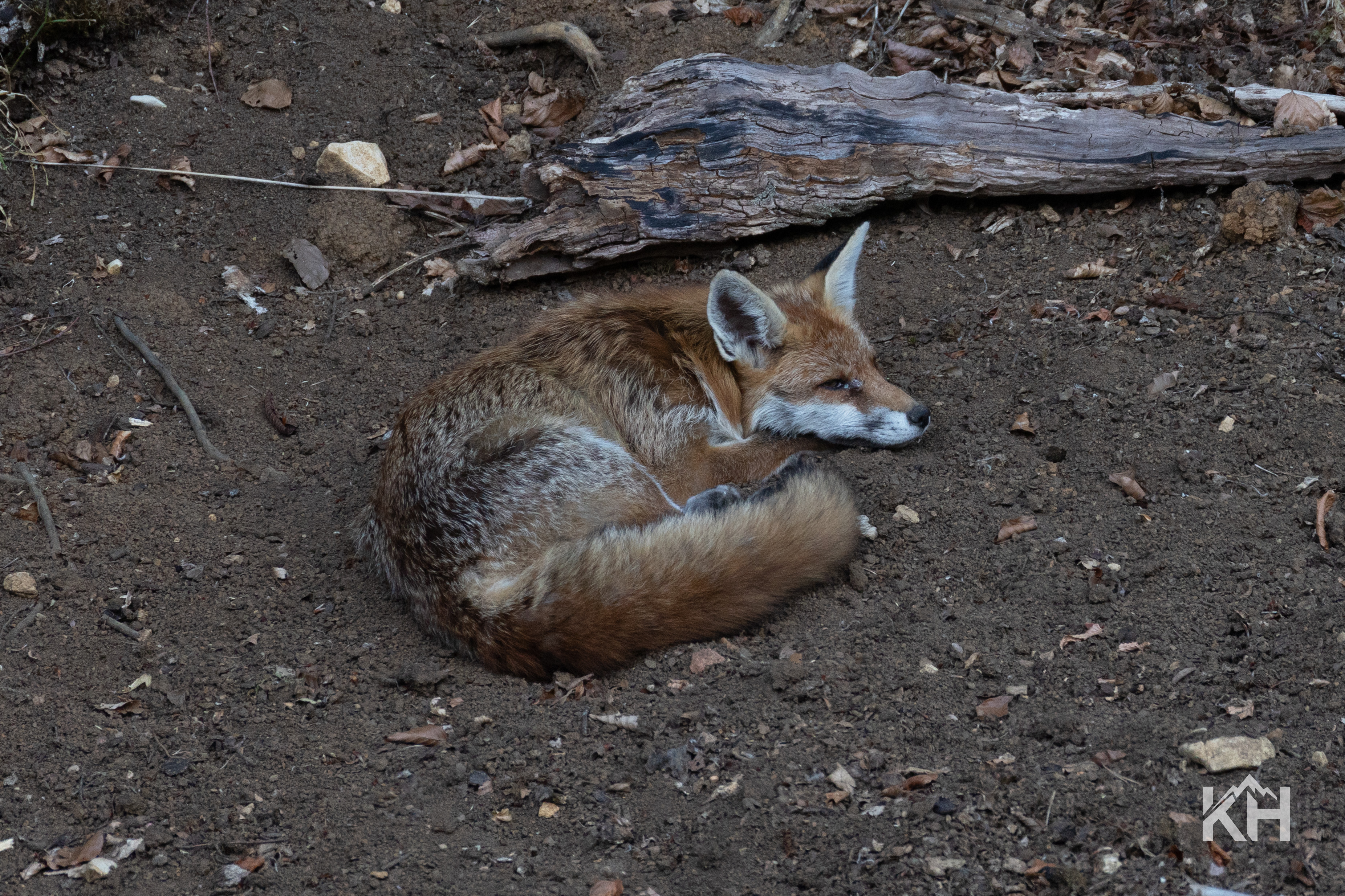 Fuchs