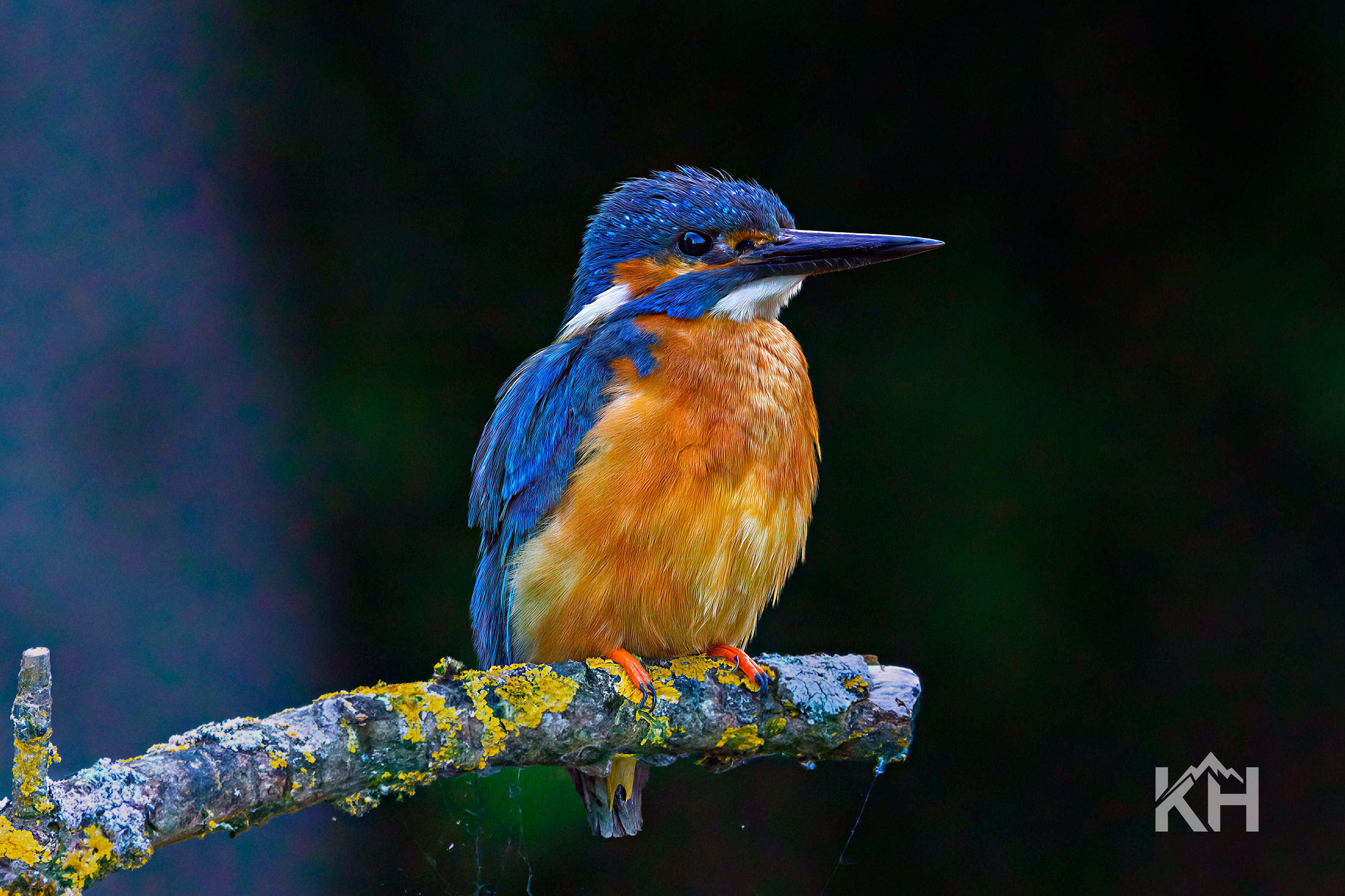 Eisvogel in der Natur