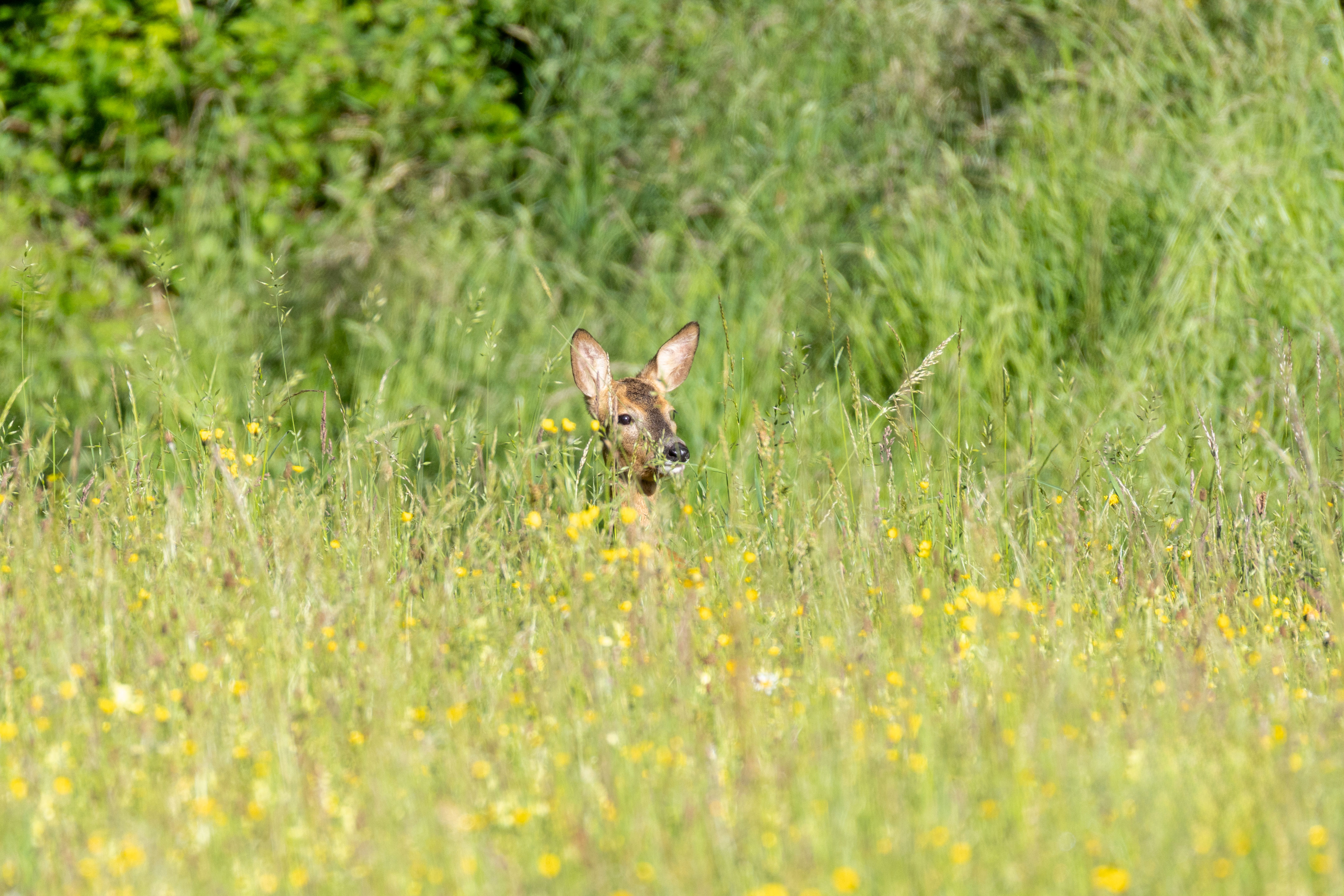 Hirsch in der Natur