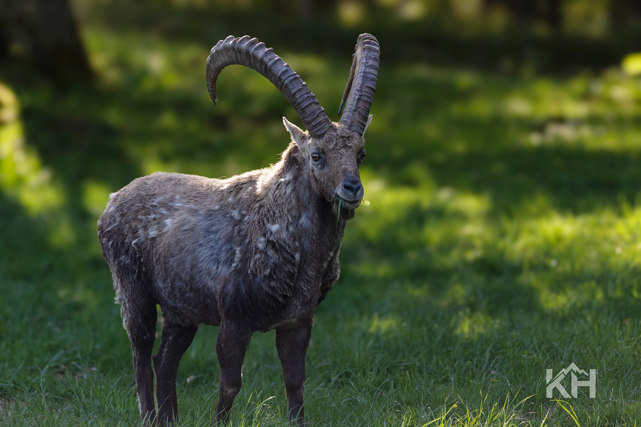 Steinbock